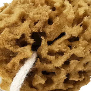 Honeycomb Natural Sea Sponge