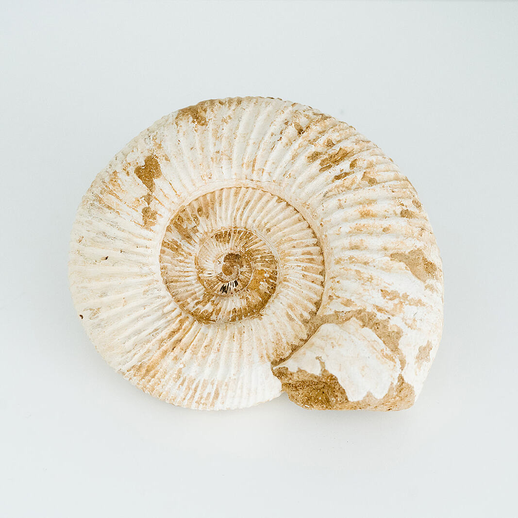 Ammonite Fossil